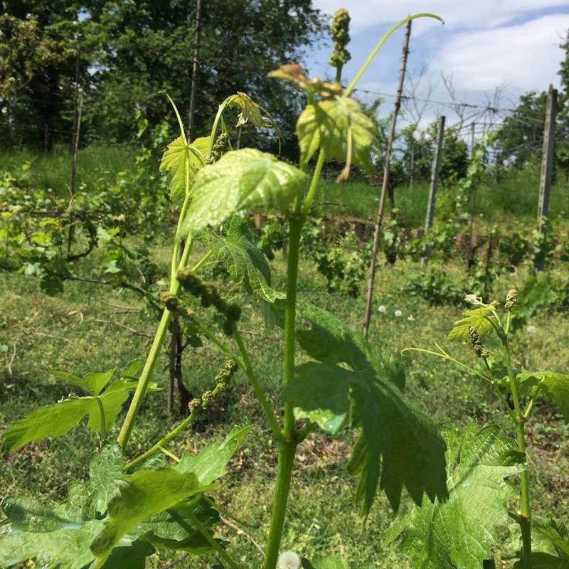 Tenuta Nissole Rocchetta Tanaro Bagian luar foto